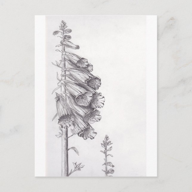 Foxglove Postcard (Front)
