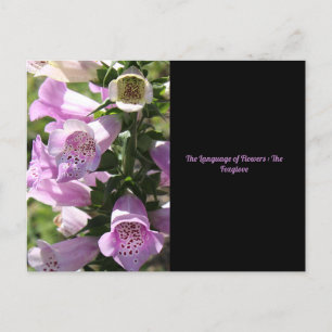Foxglove Postcard