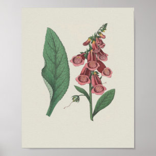 Foxglove Wildflower Botanical Flower Poster