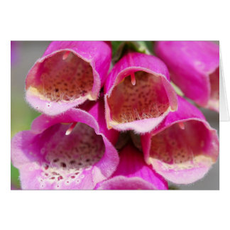 FOXGLOVES