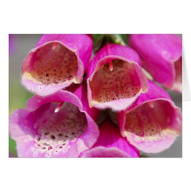 FOXGLOVES (Front Horizontal)