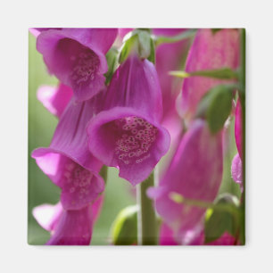 Foxgloves Magnet