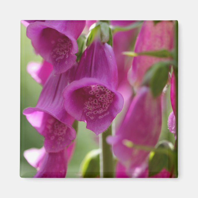 Foxgloves Magnet (Front)