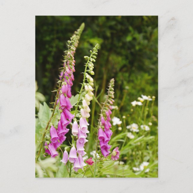 Foxgloves Postcard  (Front)