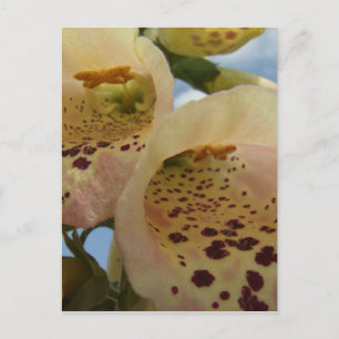 Foxgloves Postcard
