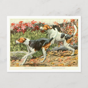 Foxhound Dogs Postcard