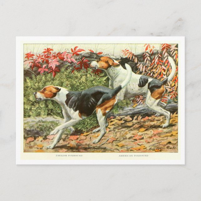 Foxhound Dogs Postcard (Front)