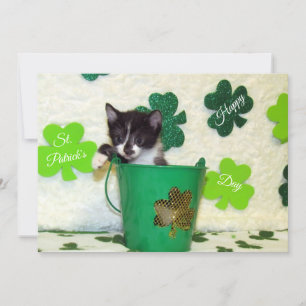 Foxi's St. Patrick's Day  Cat/ Kitten  - Flat Card