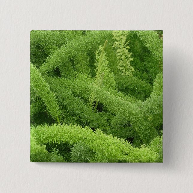 Foxtail Fern, Asparagus densiflorus myers 15 Cm Square Badge (Front)