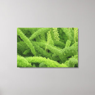 Foxtail Fern, Asparagus densiflorus myers Canvas Print