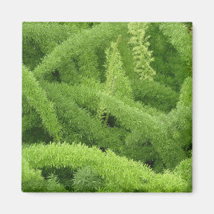 Foxtail Fern, Asparagus densiflorus myers Magnet