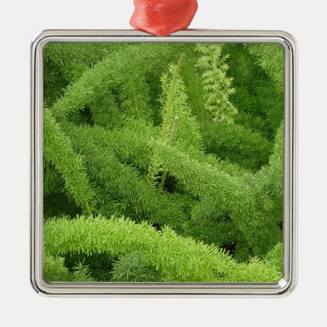 Foxtail Fern, Asparagus densiflorus myers Metal Tree Decoration (Front)