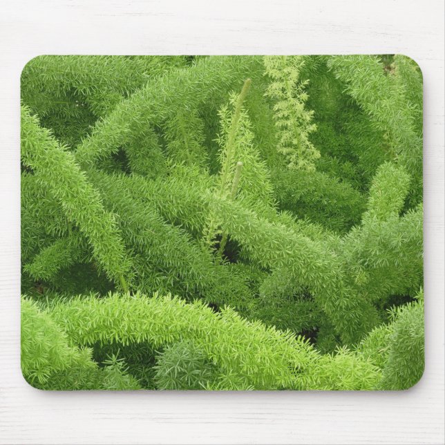 Foxtail Fern, Asparagus densiflorus myers Mouse Mat (Front)