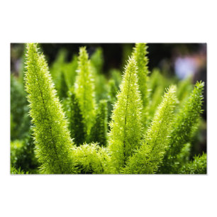 Foxtail Fern Photo Print
