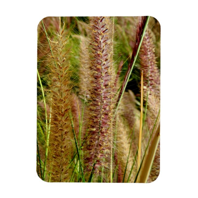 Foxtail grass macro photography picture magnet (Vertical)