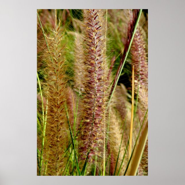 Foxtail grass macro photography picture poster (Front)
