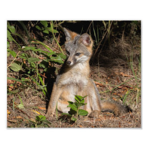 Foxy Baby Photo Print