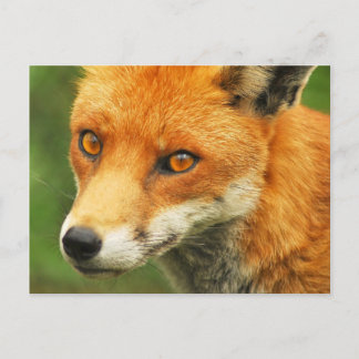 Foxy Lady Postcard