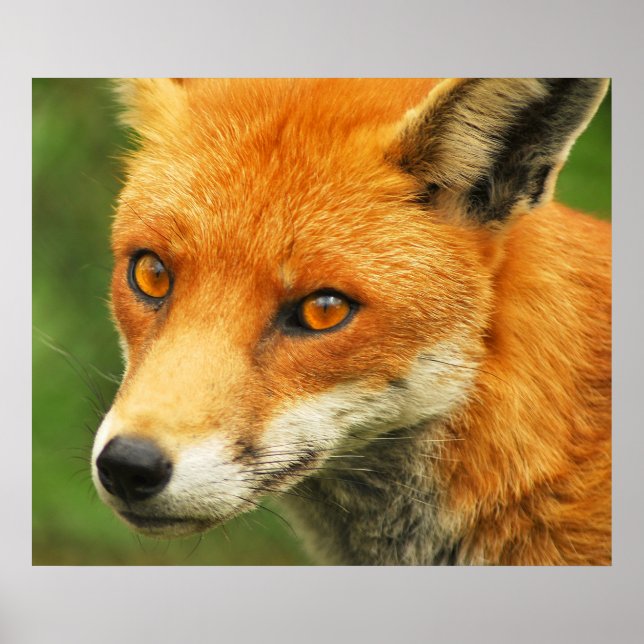 Foxy Lady Poster (Front)