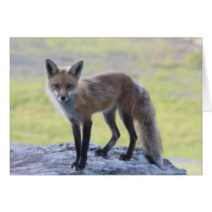 Foxy Momma