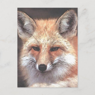 foxy postcard