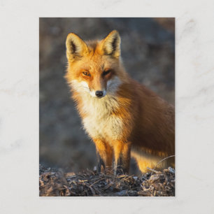 Foxy Stare Postcard