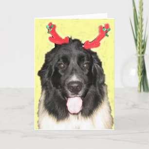FPG Xmas Newfie Holiday Card