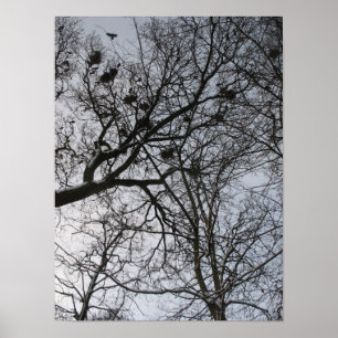 Fractals in Nature: Crows Photo Poster Art