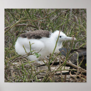 Fragata (frigate bird) chick, Isla Seymour, Galapa Poster