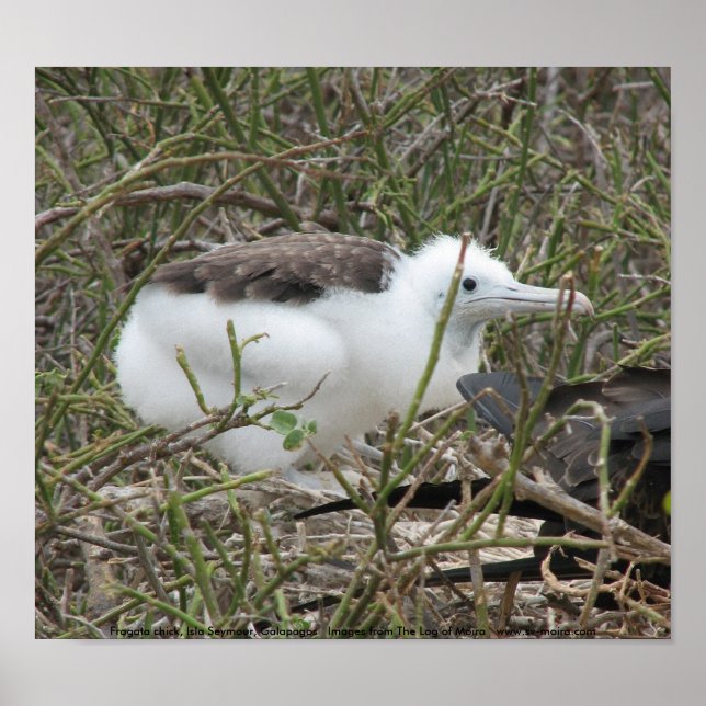 Fragata (frigate bird) chick, Isla Seymour, Galapa Poster (Front)