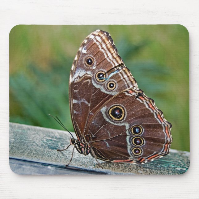 Fragile Beauty Mouse Mat (Front)