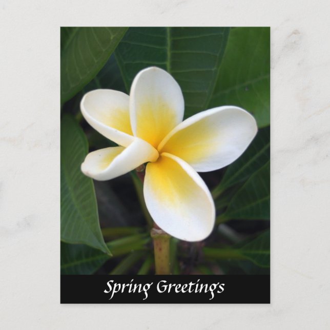 Fragipani flower, Spring Greetings, Nature Postcard (Front)