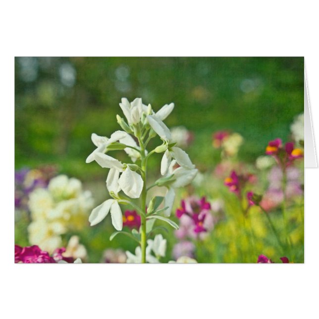 Fragrance Garden (Front Horizontal)