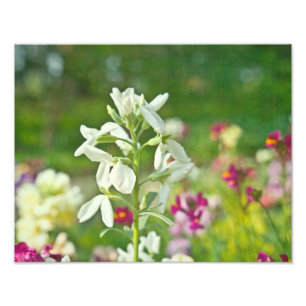 Fragrance Garden Photo Print