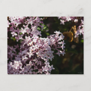 Fragrant Lilac Postcard