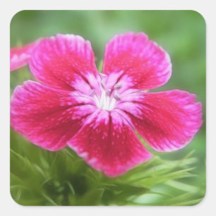Fragrant Pink Sweet William Blossom Square Sticker