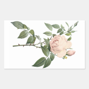fragrant tea rose by Redouté Rectangular Sticker