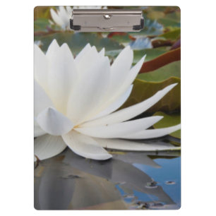Fragrant Water Lily (Nymphaea Odorata) On Caddo Clipboard