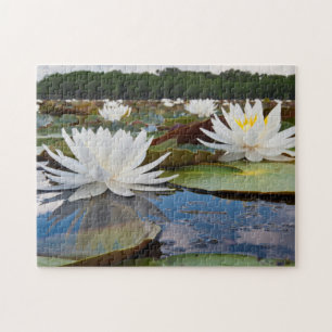 Fragrant Water Lily (Nymphaea Odorata) On Caddo Jigsaw Puzzle