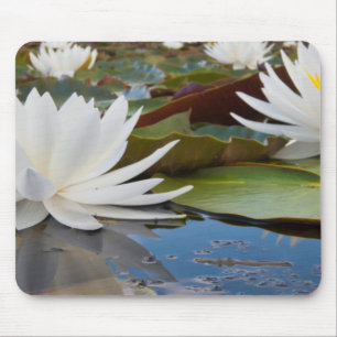Fragrant Water Lily (Nymphaea Odorata) On Caddo Mouse Mat
