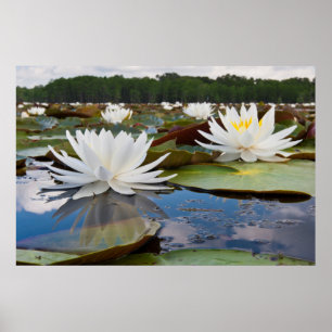 Fragrant Water Lily (Nymphaea Odorata) On Caddo Poster