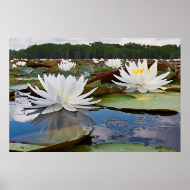 Fragrant Water Lily (Nymphaea Odorata) On Caddo Poster (Front)