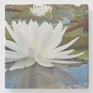 Fragrant Water Lily (Nymphaea Odorata) On Caddo Stone Coaster