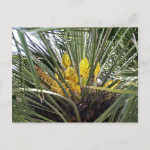 Fragrant yellow palm tree flowers postcard