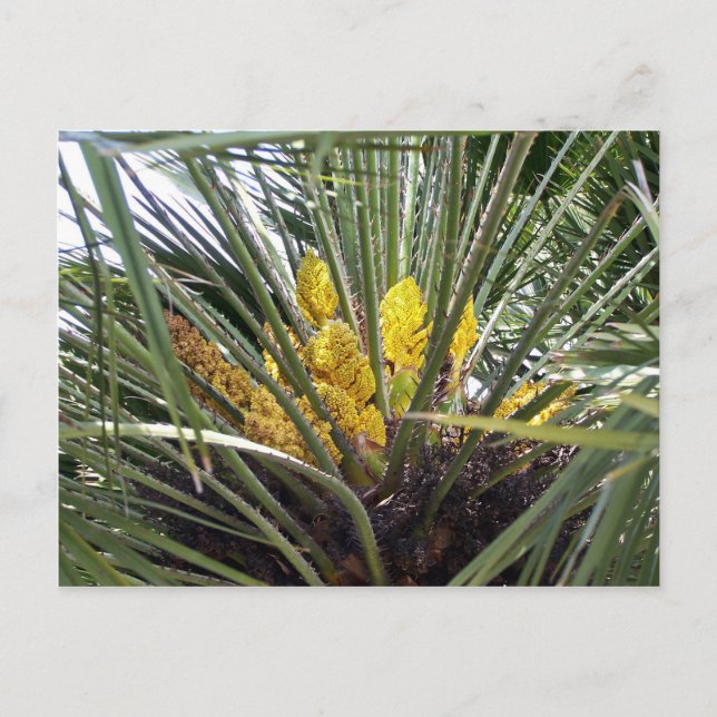 Fragrant yellow palm tree flowers postcard (Front)
