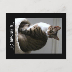 Frak the handsome cat Postcard