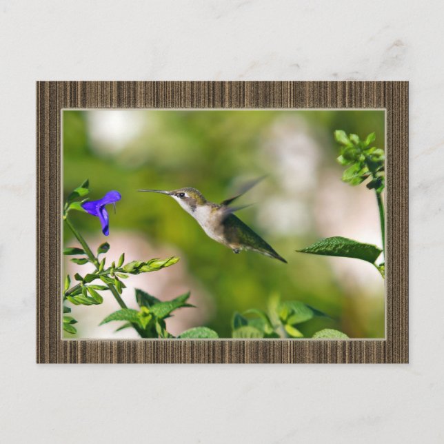 Framed Hummingbird Postcard (Front)