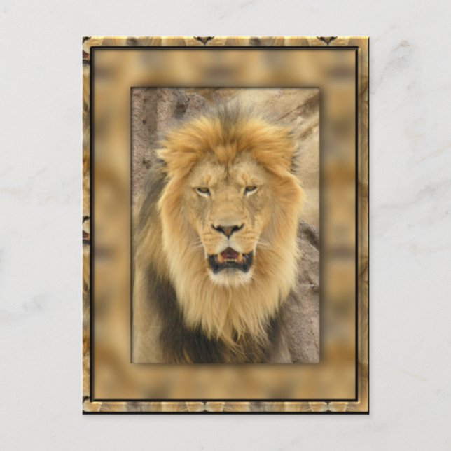 Framed Lion Postcard (Front)