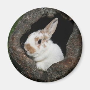 Framed rabbit magnet