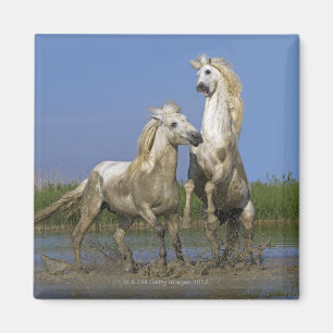 France, Bouches du Rhone, Natural Regional Park Magnet